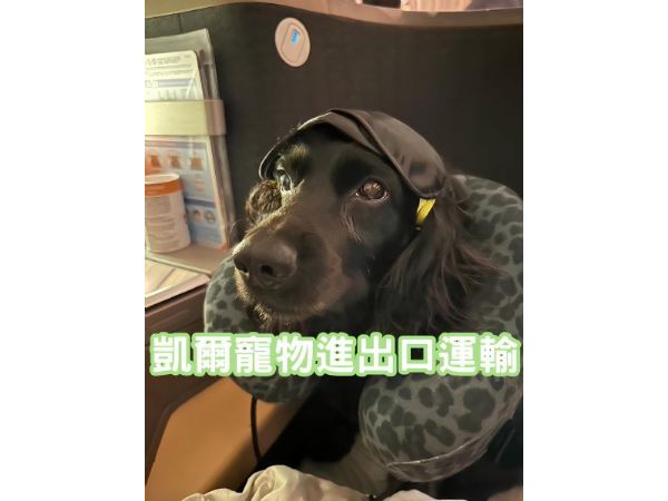 2024/02/29 『台灣』英國可卡犬與主人飛法國及英國，返回台灣